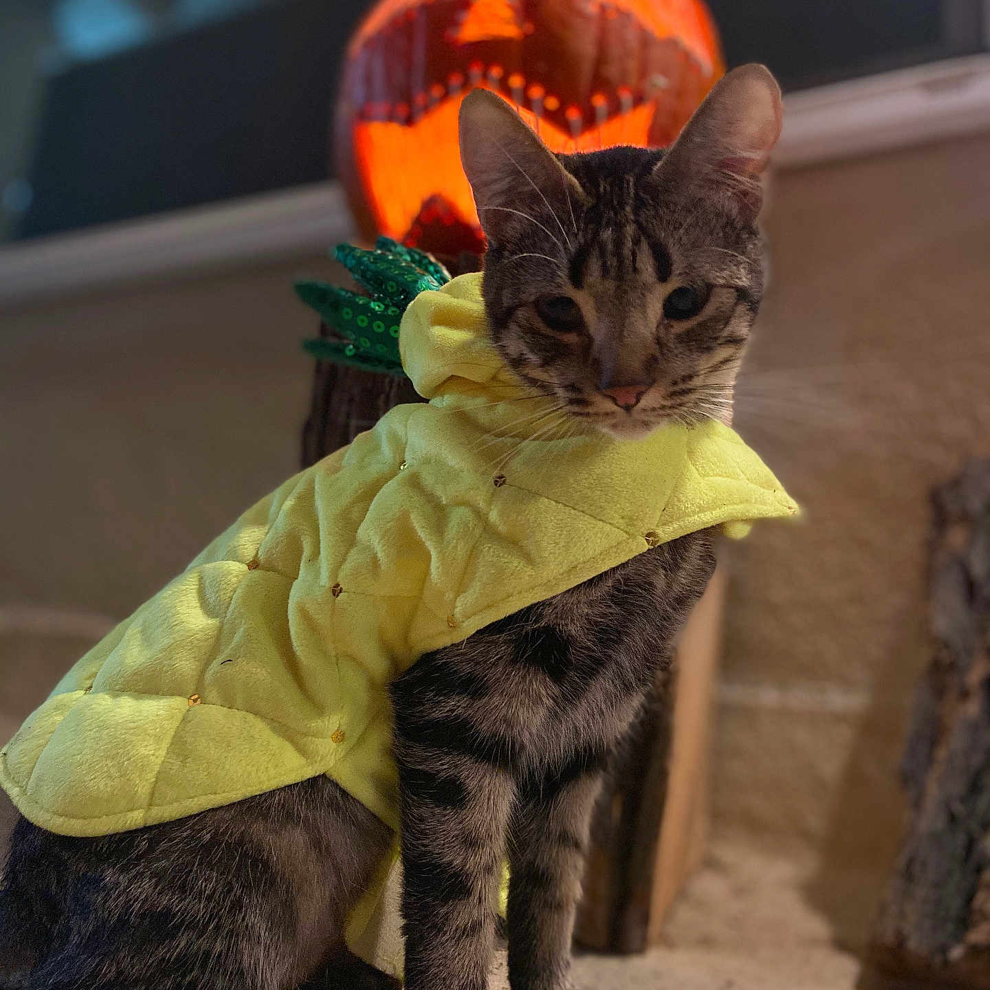 Marley is registered to the contest to win money with this photo: abyssinian, animal, blackcat, blanket, cat, clothing, coat, festival, food, halloween, hardwood, kitten, manx, pet, plant, produce, pumpkin, squash, vegetable, wood
