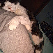 Lilly is registered to the contest to win money with this photo: bedroom, blanket, cat, close_up, cozy, cuddle, fur, grey_shirt, human_arm, indoor, night, paw, pet, relaxed, shoulder, sleeping, sleeping_cat, snuggle, tshirt, whiskers