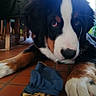 Tao a rejoint le concours — aidez-le/la à gagner de superbes lots ! dog, bernese_mountain_dog, puppy, pet, animal, black_white_brown, fluffy, long_hair, face, eyes, nose, paws, lying_down, indoor, tile_floor, blue_sock, home, portrait, close_up, messaging_screenshot