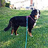 Tao participe au concours pour gagner de l'argent avec cette photo : dog, berner, bernese_mountain_dog, pet, canine, black_and_white, tri_color, fluffy, long_hair, harness, leash, standing, outdoors, grass, lawn, residential_area, houses, cars, sunlight, portrait