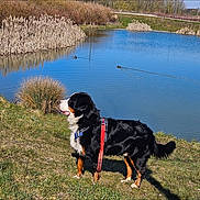 Tao participe au concours pour gagner de l'argent avec cette photo : dog, black_and_tan_dog, berner, standing, outdoors, pond, lake, water, ducks, reeds, grass, nature, harness, leash, red_harness, shoreline, reflection, blue_sky, landscape, sunlight