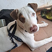 Leekala joined the competition — help win amazing prizes! dog, white_dog, brown_patch, harness, pet, canine, lying_down, looking_up, indoor, cardboard, floor, close_up, animal, mammal, cute, friendly, household, companion, domestic_dog, portrait