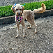 Gia Dior joined the competition — help win amazing prizes! dog, bow, bandana, sidewalk, grass, curb, leash, pet, animal, canine, outdoor, happy, walking, cute, fluffy, tail, colorful, summer, daytime, friendly