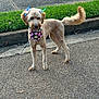 dog, bow, bandana, sidewalk, grass, curb, leash, pet, animal, canine, outdoor, happy, walking, cute, fluffy, tail, colorful, summer, daytime, friendly