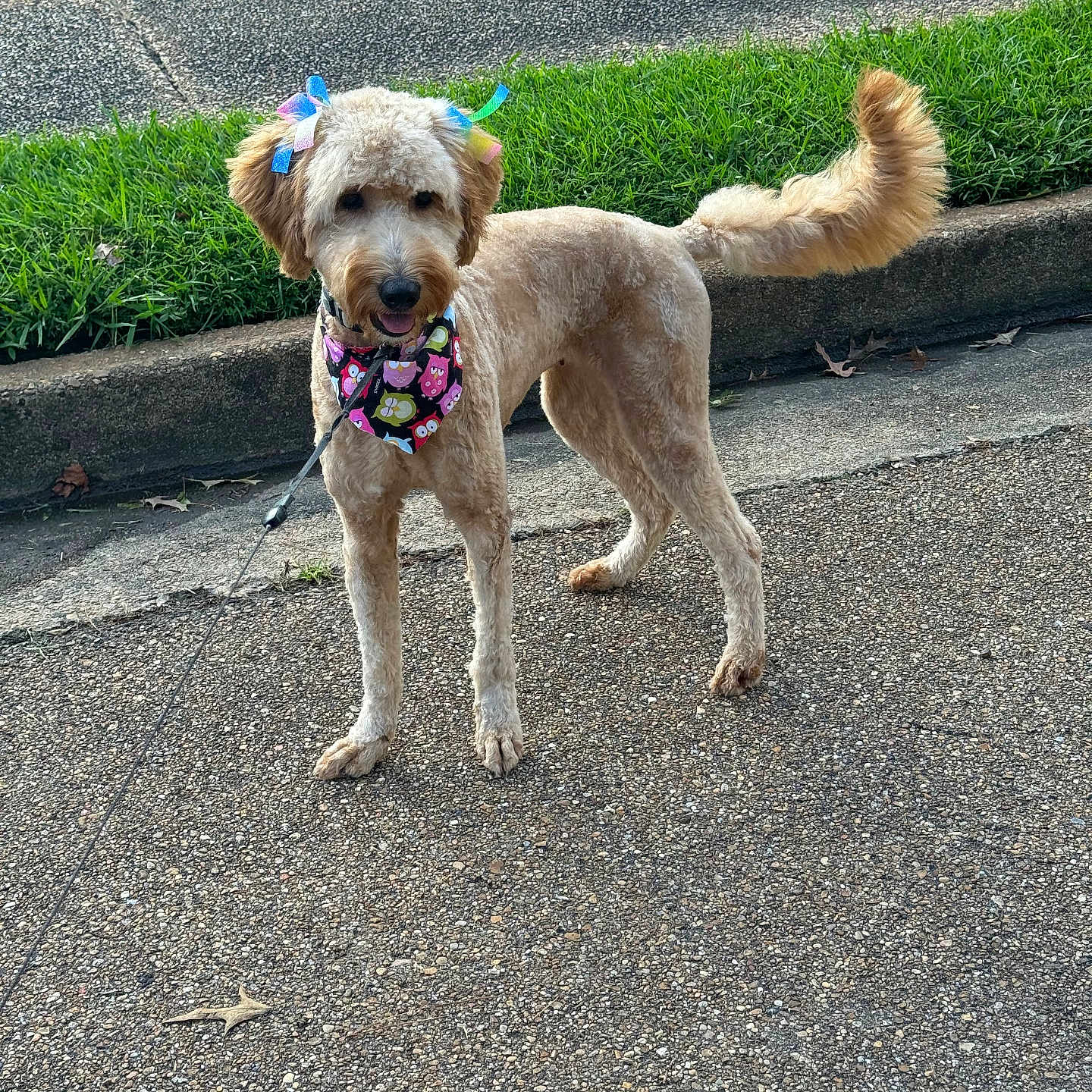 Gia Dior joined the competition — help win amazing prizes! animal, bandana, bow, canine, colorful, curb, cute, daytime, dog, fluffy, friendly, grass, happy, leash, outdoor, pet, sidewalk, summer, tail, walking