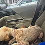 dog, car_interior, leash, collar, seat, window, parking_lot, vehicle, pet, fur, front_seat, tied_leash, cloudy_sky, side_mirror, door_panel, seatbelt, groomed_dog, pink_collar, resting, indoor