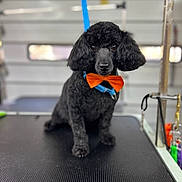 Boo-Boo is registered to the contest to win money with this photo: dog, poodle, black_dog, bowtie, pet, grooming_table, leash, indoor, animal, portrait, cute, furry, pet_accessory, collar, waiting, looking_at_camera, small_dog, clean, well_groomed, companionship