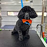 dog, poodle, black_dog, bowtie, pet, grooming_table, leash, indoor, animal, portrait, cute, furry, pet_accessory, collar, waiting, looking_at_camera, small_dog, clean, well_groomed, companionship