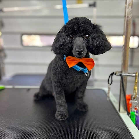 Boo-Boo is registered to the contest to win money with this photo: dog, poodle, black_dog, bowtie, pet, grooming_table, leash, indoor, animal, portrait, cute, furry, pet_accessory, collar, waiting, looking_at_camera, small_dog, clean, well_groomed, companionship