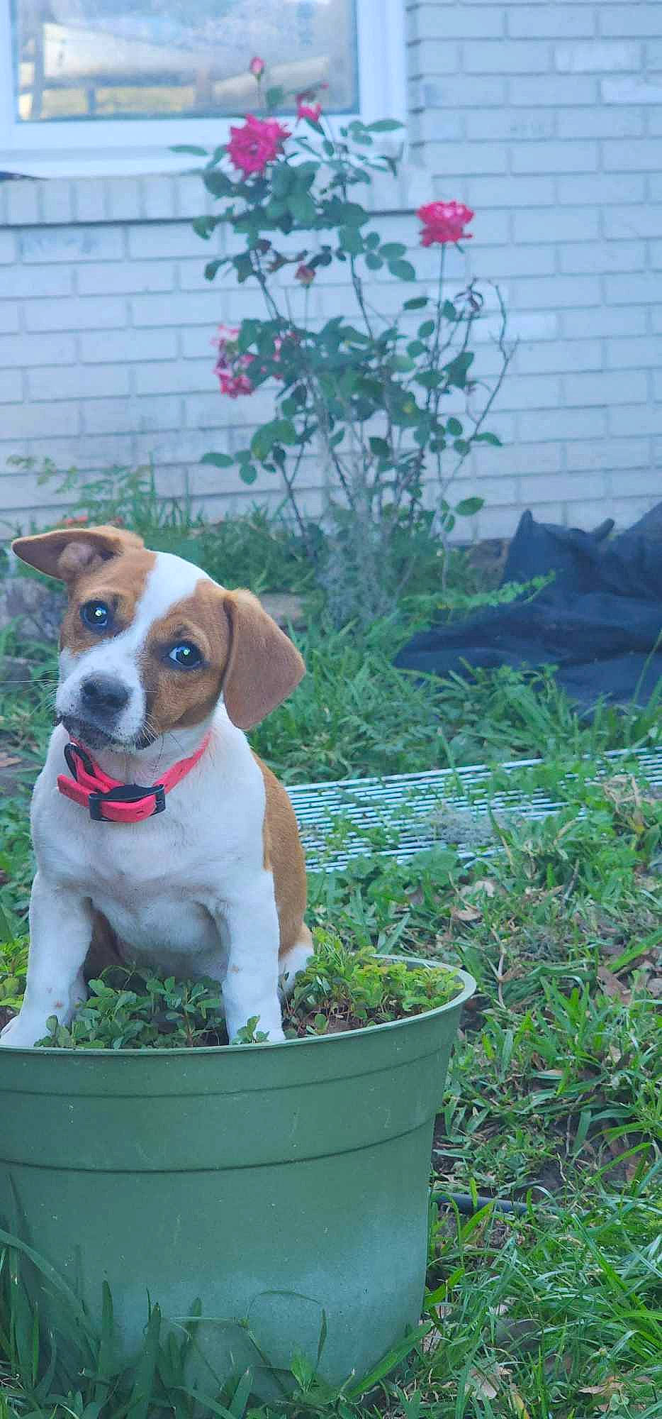 Daisy Mae is registered to the contest to win money with this photo: annual_plant, canidae, carnivore, collar, companion_dog, dog, dog_breed, dog_supply, fawn, flowerpot, garden, grass, groundcover, gun_dog, herb, houseplant, pet_supply, plant, shrub, tail