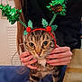 animal, brown_tabby, cat, christmas_accessory, close_up, cozy, cute, eyes, feline, festive, green, headband, holiday, indoor, person_hands, pet, sequins, soft_fabric, tabby_cat, whiskers