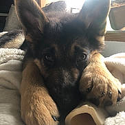 Kaiya is registered to the contest to win money with this photo: carnivoran, dog, dog_breed, dog_breed_group, dog_like_mammal, ear, fur, german_shepherd_dog, puppy, snout, vulnerable_native_breeds, whiskers