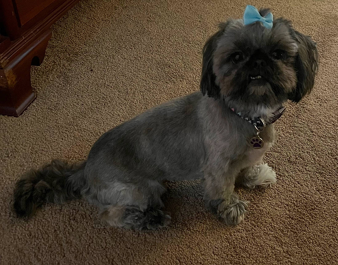 Zoey joined the competition — help win amazing prizes! asphalt, canidae, carnivore, companion_dog, dog, dog_breed, dog_supply, fawn, flooring, fur, liver, shih_tzu, small_terrier, snout, sporting_group, tail, terrestrial_animal, terrier, toy_dog, working_animal