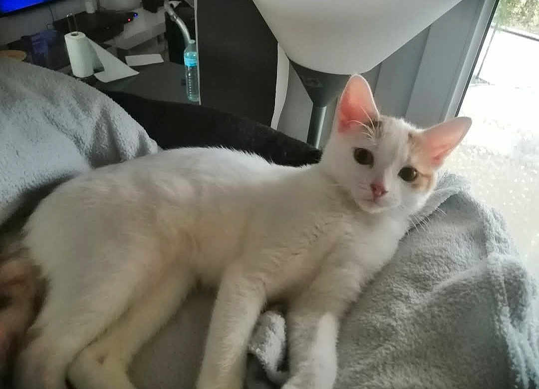 Nala