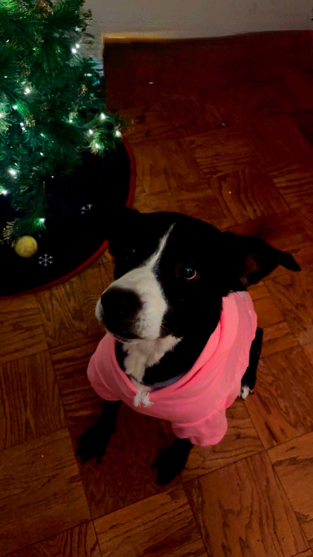 Chole is registered to the contest to win money with this photo: dog, black_and_white, hoodie, pink_clothing, wooden_floor, christmas_tree, holiday_lights, indoor, pet, cute, looking_up, animal, festive, cozy, flooring, domestic_animal, christmas_decorations, seated, waiting, ears