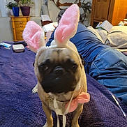 Wally is registered to the contest to win money with this photo: animal, bed, blanket, bunny_ears, casual, costume, dog, ears, face, furniture, indoor, leisure, person, pet, plant, pug, purple_blanket, reading, room, wooden_drawer