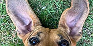 Bella joined the competition — help win amazing prizes! dog, grass, toy, ears, playful, pet, outdoor, animal, close_up, mouth, nose, brown, black, collar, happy, cute, looking_up, daylight, canine, fun