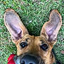 dog, grass, toy, ears, playful, pet, outdoor, animal, close_up, mouth, nose, brown, black, collar, happy, cute, looking_up, daylight, canine, fun