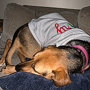 Bella is registered to the contest to win money with this photo: dog, sleeping, hoodie, pillow, couch, indoor, pet, relaxed, brown, black, canine, fur, collar, resting, cozy, nap, domestic_animal, animal, furniture, home