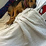 Bella is registered to the contest to win money with this photo: dog, blanket, resting, indoor, brown_dog, relaxed, sleepy, textured_blanket, furniture, colorful_fabric, pattern, spiderman, collar, pet, cozy, laying_down, comfort, domestic, animal, canine