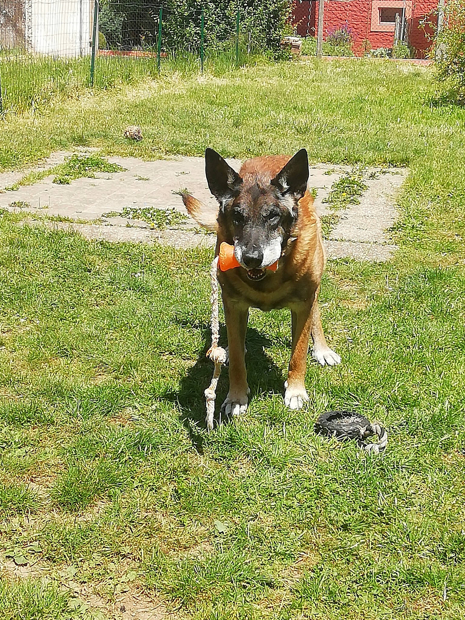 Carlos participe au concours pour gagner de l'argent avec cette photo : australian_kelpie, canidae, carnivore, dog, dog_breed, grass, kai_ken, mammal, vertebrate