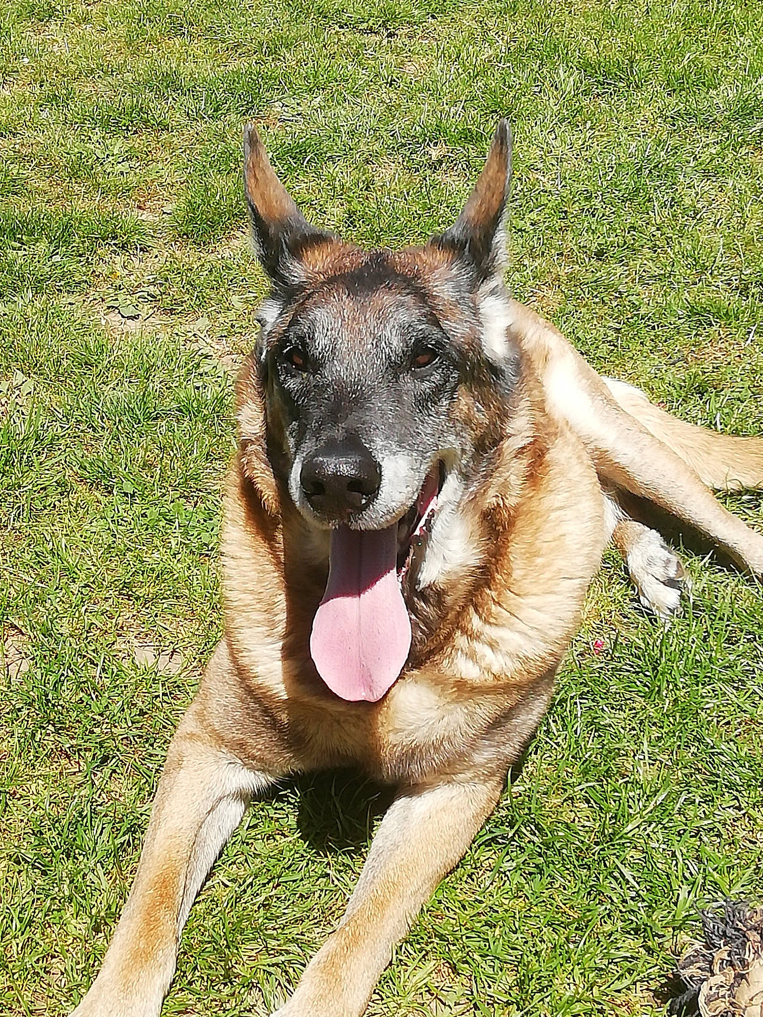 Carlos a rejoint le concours — aidez-le/la à gagner de superbes lots ! belgian_shepherd, belgian_shepherd_malinois, canidae, carnivore, dog, dog_breed, fawn, german_shepherd_dog, grass, mammal, snout, vertebrate