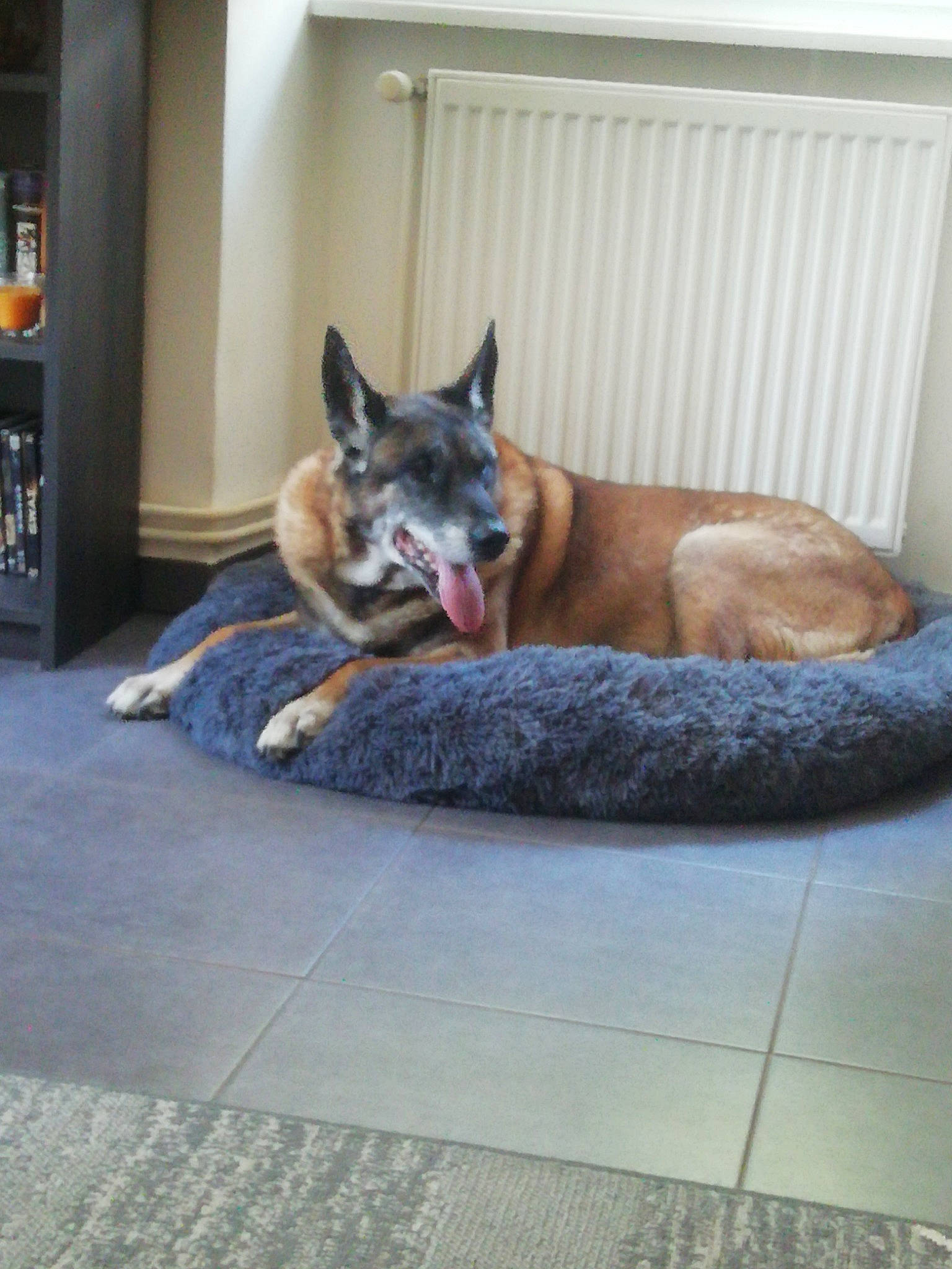 Carlos a rejoint le concours — aidez-le/la à gagner de superbes lots ! belgian_shepherd, belgian_shepherd_malinois, canidae, carnivore, dog, dog_breed, fawn, floor, furniture, german_shepherd_dog, house, mammal, vertebrate, wolfdog