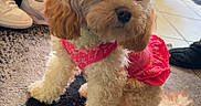 Capri joined the competition — help win amazing prizes! dog, small_dog, curly_fur, pink_dress, indoor, carpet, shoes, boots, pet, cute, fluffy, animal, home, floor, poodle_like, accessory, seated, domestic, fur, attentive