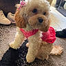 dog, small_dog, curly_fur, pink_dress, indoor, carpet, shoes, boots, pet, cute, fluffy, animal, home, floor, poodle_like, accessory, seated, domestic, fur, attentive