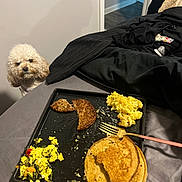 Capri joined the competition — help win amazing prizes! dog, white_dog, curious, bed, breakfast, scrambled_eggs, pancakes, sausage, black_tray, fork, food, indoor, home, blanket, wall, floor, doorway, cozy, tableware, meal