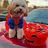 Capri joined the competition — help win amazing prizes! dog, pet, costume, superhero, halloween, candy, bucket, car, outdoor, sky, clouds, trees, evening, cute, fluffy, animal, holiday, red, orange, playful