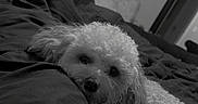 Capri is registered to the contest to win money with this photo: bed, black_and_white, blanket, blurred_background, comfort, cozy, curly_fur, cute, dog, fur, home, indoor, living_room, pet, relaxed, resting, screen, sleepy, television, woman