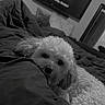 Capri is registered to the contest to win money with this photo: dog, bed, blanket, indoor, black_and_white, curly_fur, resting, sleepy, television, screen, woman, blurred_background, cozy, home, living_room, fur, pet, cute, relaxed, comfort