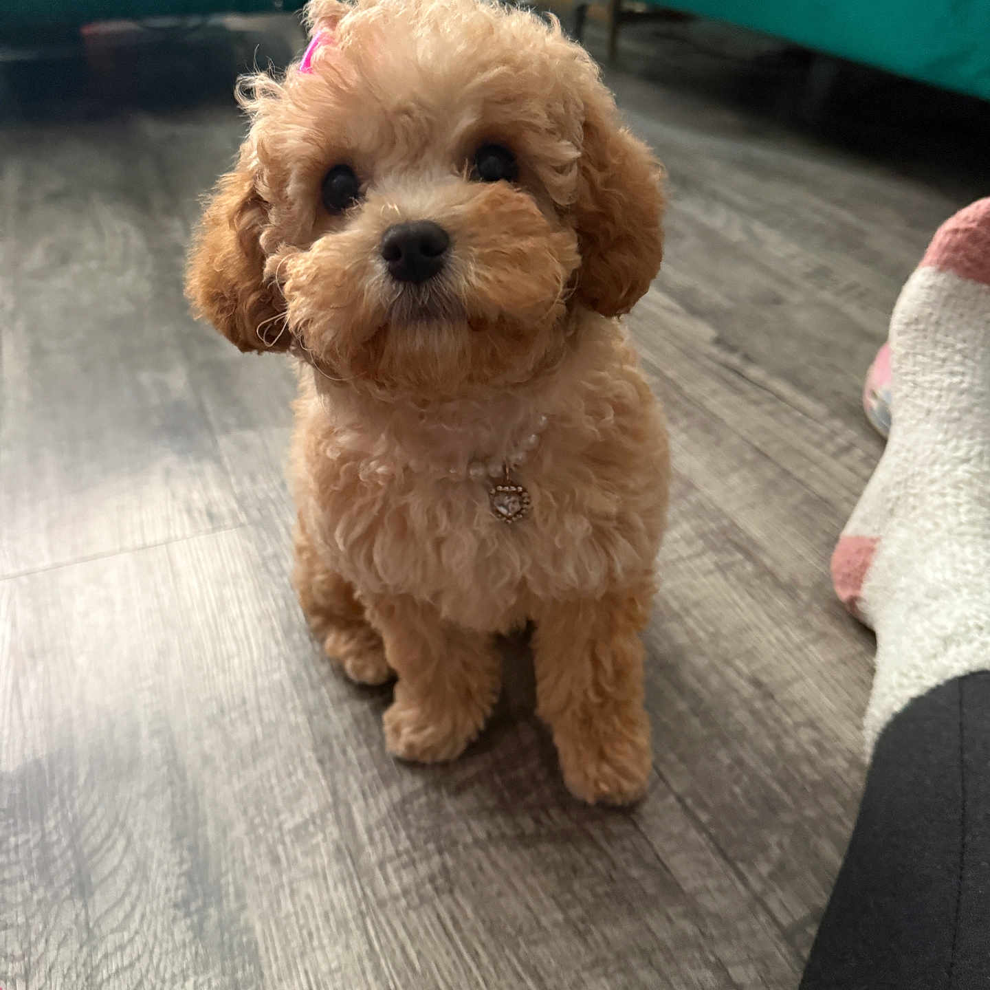 Capri is registered to the contest to win money with this photo: puppy, dog, apricot, bow, charm, heart, floor, wooden_floor, indoor, pet, cute, small_dog, fur, sitting, looking_up, foot, sock, cozy, home, adorable