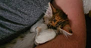 Bloom participe au concours pour gagner de l'argent avec cette photo : cat, animal, pet, feline, sleeping, cozy, arm, human, cuddle, resting, fur, paw, indoor, comfort, relaxation, closeup, person, shirt, skin, snuggle