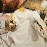 cat, kitten, calico, beard, person, white_shirt, close_up, snuggling, indoor, pet, fur, whiskers, cute, relaxed, comfort, face, animal, portrait, cozy, soft