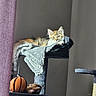 animal, basketball_toy, blanket, calm, cat, cat_tree, cozy, cute, fur, furniture, home, indoor, light, pet, playful, plush_toy, relaxing, resting, soft, sunlight