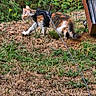 Bloom participe au concours pour gagner de l'argent avec cette photo : adventure, animal, cat, cautious, curious, dry_grass, exploring, feline, garden, grass, greenery, harness, leash, mammal, nature, outdoor, pet, plant, small_animal, walking