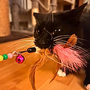 Bobble is registered to the contest to win money with this photo: cat, black_cat, whiskers, feather_toy, playful, indoor, wooden_floor, pet, animal, close_up, toy, colorful, black_fur, white_paws, cute, domestic_cat, focus, floor, pet_toy, fun