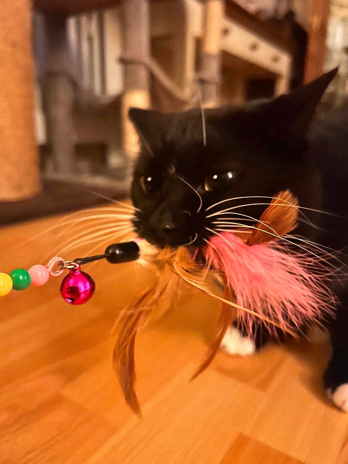 Bobble is registered to the contest to win money with this photo: cat, black_cat, whiskers, feather_toy, playful, indoor, wooden_floor, pet, animal, close_up, toy, colorful, black_fur, white_paws, cute, domestic_cat, focus, floor, pet_toy, fun