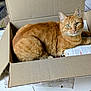 cat, orange_tabby, cardboard_box, indoor, floor_tile, curious, pet, feline, animal, relaxed, looking_at_camera, whiskers, ears, paw, paper, home, domestic, cozy, box, cute