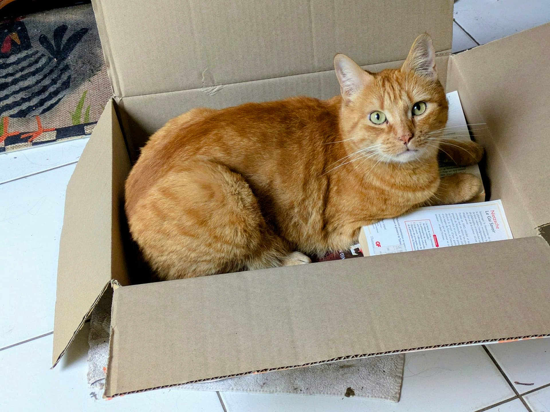 Berlioz participe au concours pour gagner de l'argent avec cette photo : cat, orange_tabby, cardboard_box, indoor, floor_tile, curious, pet, feline, animal, relaxed, looking_at_camera, whiskers, ears, paw, paper, home, domestic, cozy, box, cute