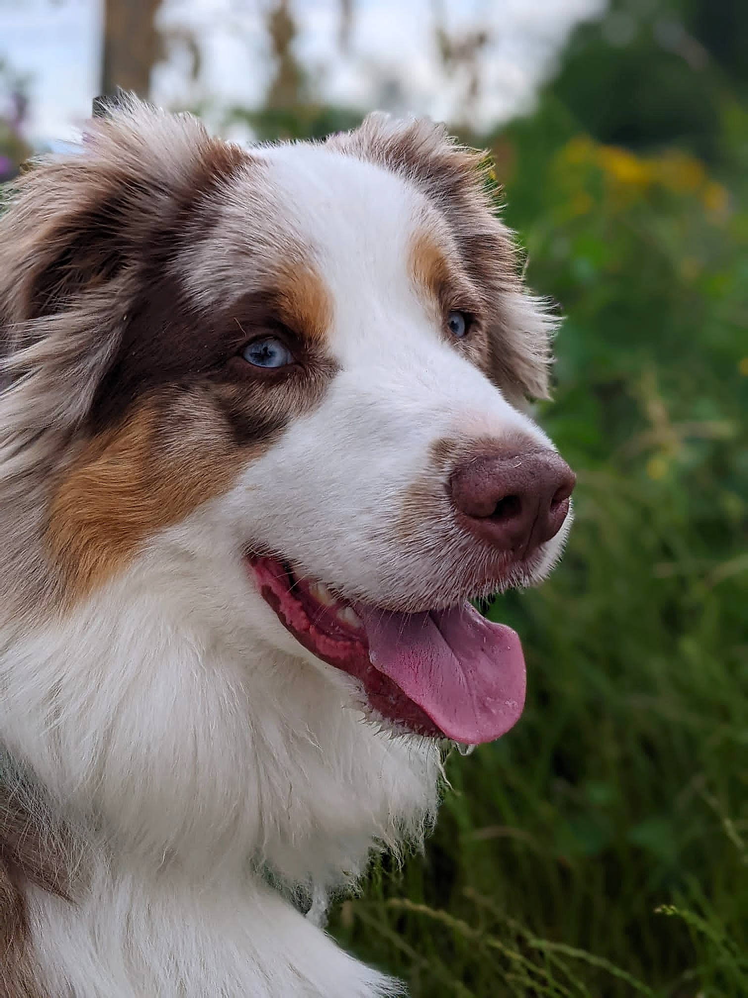 Skittles a rejoint le concours — aidez-le/la à gagner de superbes lots ! australian_collie, australian_shepherd, carnivore, companion_dog, dog, dog_breed, eye, fur, grass, herding_dog, liver, plant, snout, sporting_group, terrestrial_animal, tree, whiskers, working_dog