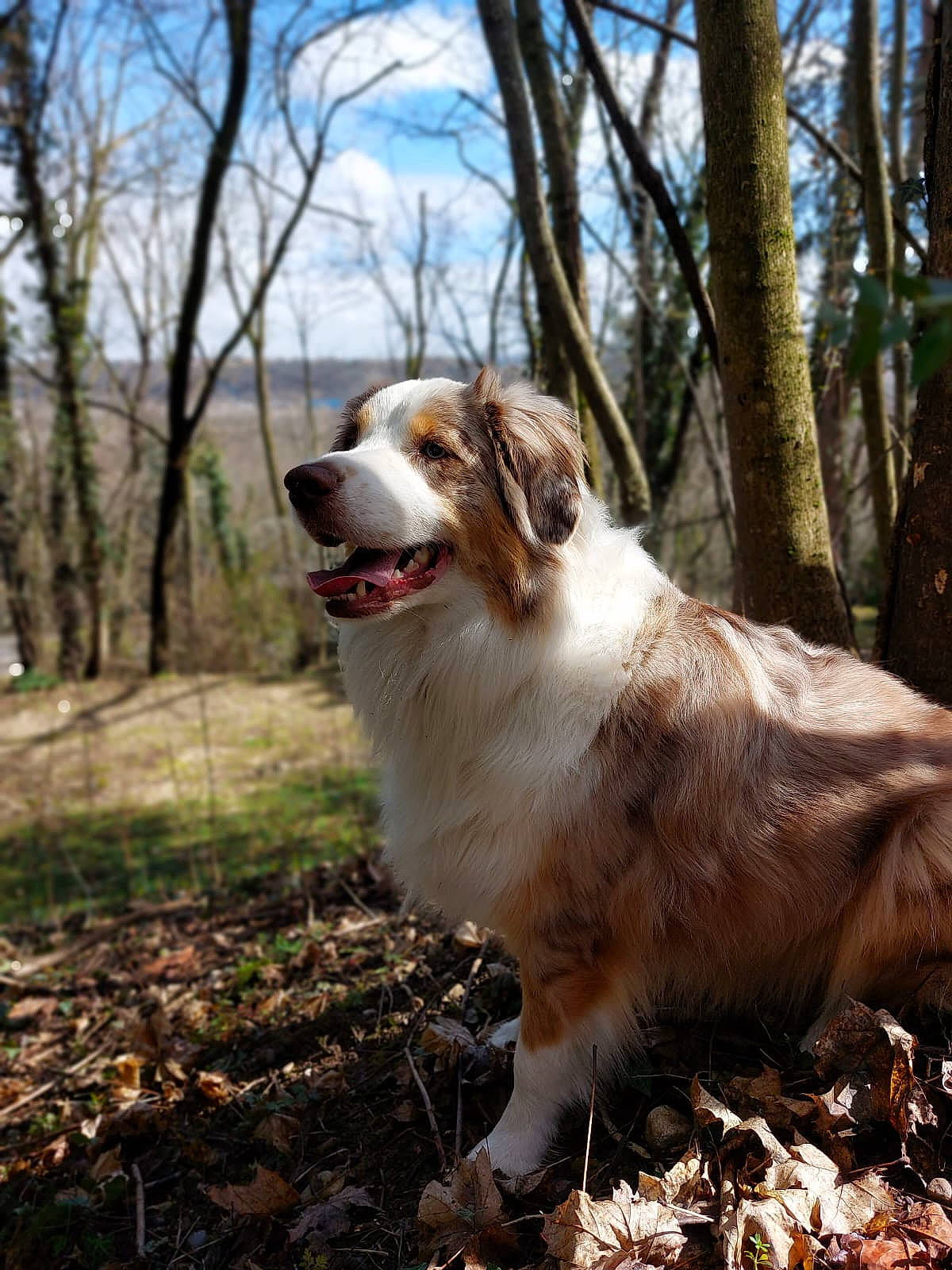 Skittles a rejoint le concours — aidez-le/la à gagner de superbes lots ! brittany, canidae, carnivore, cloud, companion_dog, dog, dog_breed, fang, fur, grass, herding_dog, liver, plant, sky, smile, sporting_group, tree, whiskers, working_dog, yawn