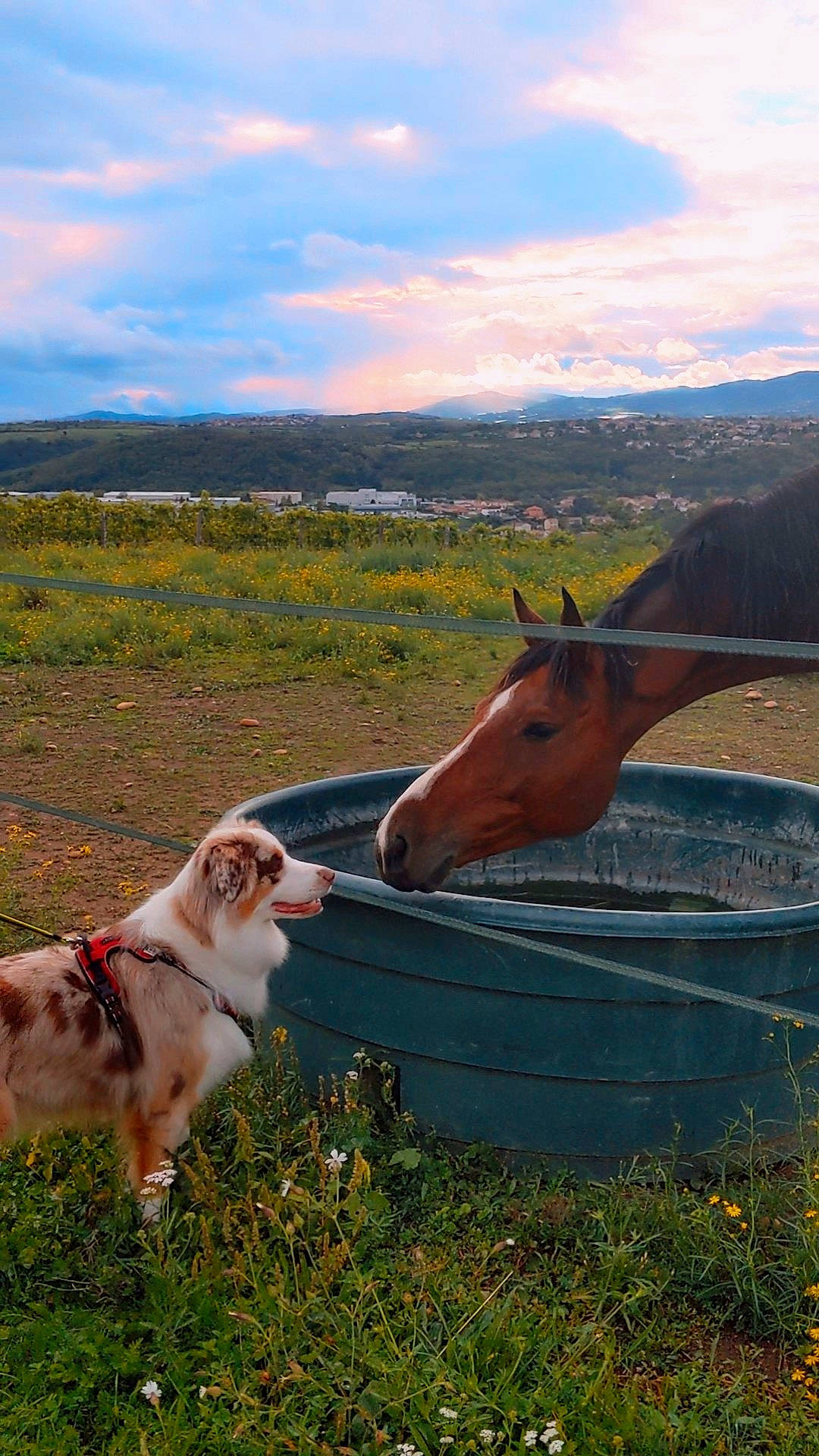 Skittles participe au concours pour gagner de l'argent avec cette photo : carnivore, cloud, companion_dog, dog, dog_breed, fawn, field, grass, grassland, landscape, meadow, mountain, natural_landscape, pasture, plant, prairie, sky, wildlife, wood, working_animal