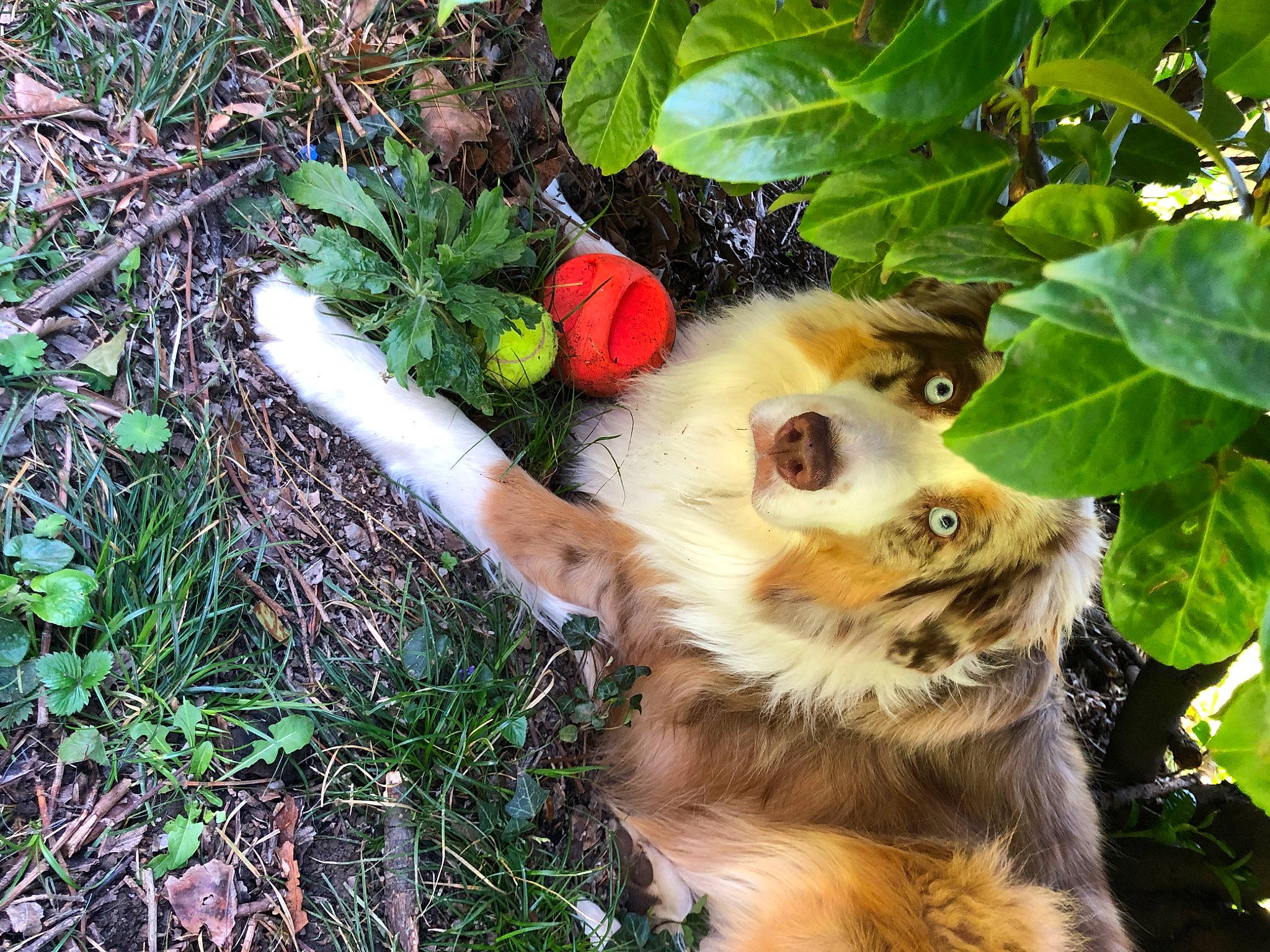 Skittles a rejoint le concours — aidez-le/la à gagner de superbes lots ! canidae, carnivore, companion_dog, dog, dog_breed, dog_supply, fawn, fur, grass, groundcover, jungle, plant, pomeranian, soil, spitz, sporting_group, terrestrial_plant, toy_dog, whiskers, wildlife