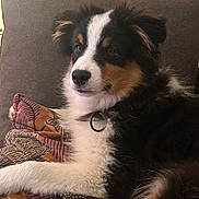 Aslan participe au concours pour gagner de l'argent avec cette photo : dog, couch, pillow, fluffy, tricolor, pet, indoor, relaxed, fur, animal, home, decor, resting, closeup, canine, companion, portrait, living_room, cute, calm
