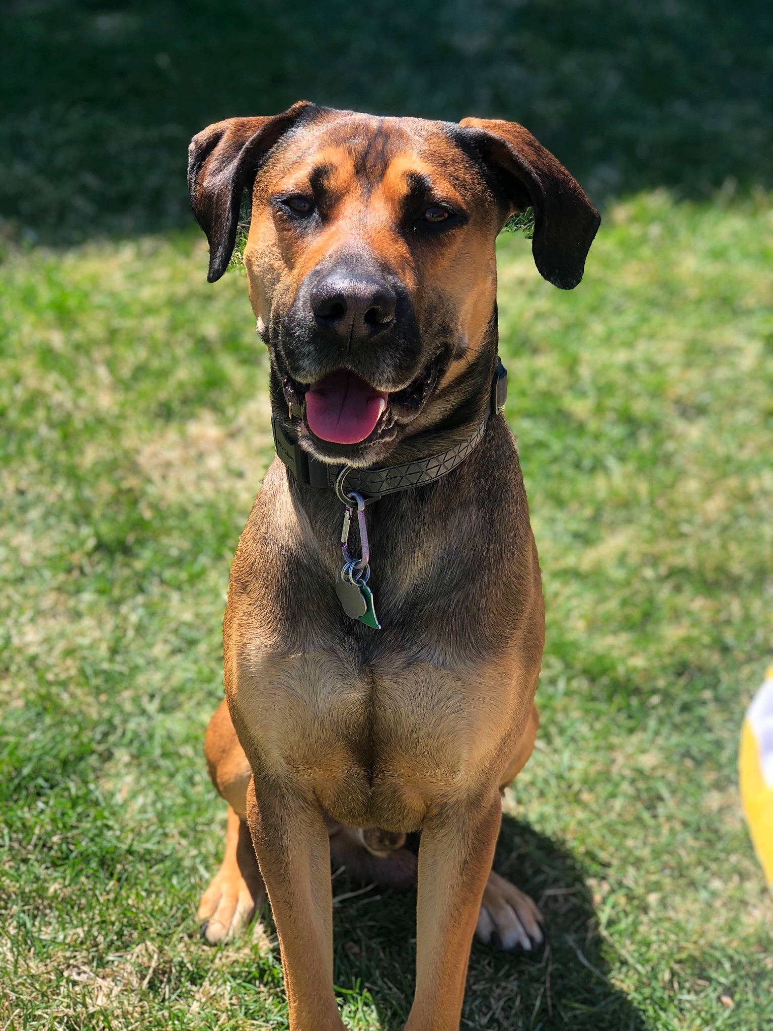 Wrangler joined the competition — help win amazing prizes! black_mouth_cur, broholmer, canidae, carnivore, dog, dog_breed, fawn, hound, hunting_dog, mammal, mountain_cur, rare_breed_dog, rhodesian_ridgeback, snout, sporting_group, tosa, tyrolean_hound, vertebrate, working_dog