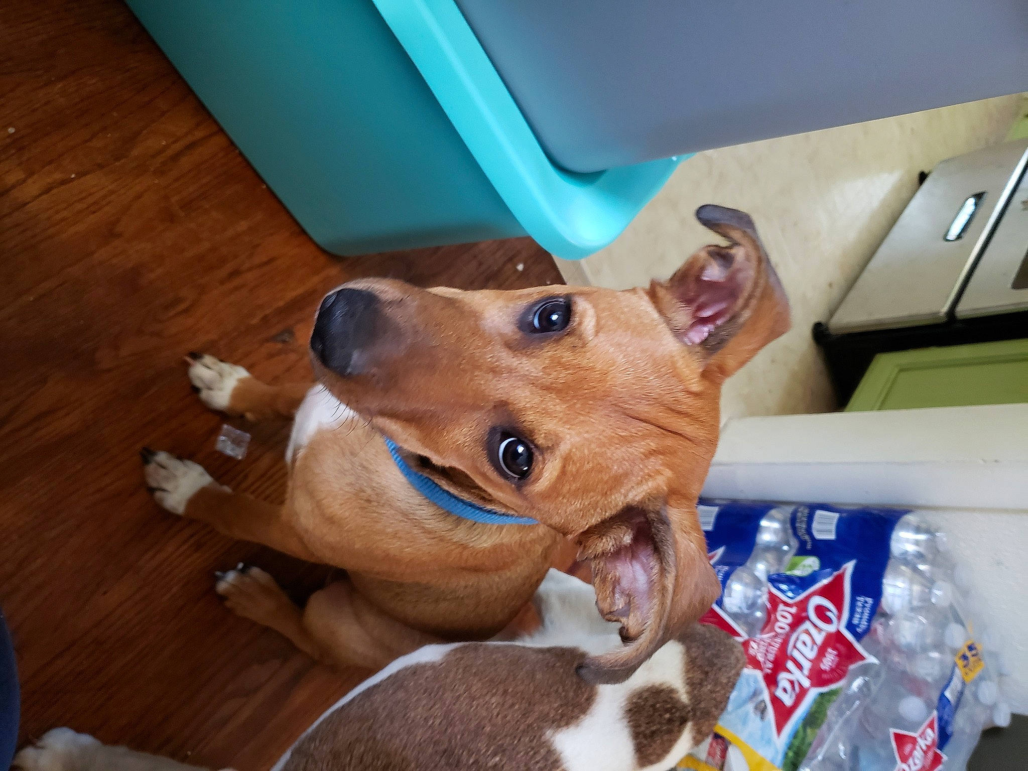 Blanche joined the competition — help win amazing prizes! canidae, carnivore, collar, companion_dog, dog, dog_breed, dog_supply, ear, fawn, flooring, hardwood, liver, paw, pet_supply, snout, sporting_group, toy, whiskers, wood, working_animal