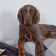 Voyou participe au concours pour gagner de l'argent avec cette photo : dog, brown_dog, curly_fur, couch, indoor, pet, animal, relaxed, furniture, leg, human, resting, fur, mammal, companion, domestic_animal, canine, portrait, laying_down, calm